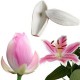 Moule Nervure Fleur de lotus / lys