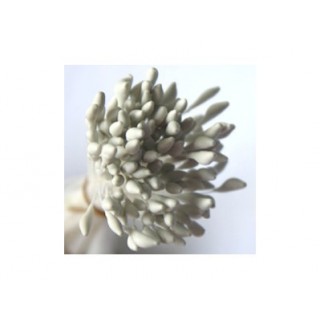 Pistil allongé Blanc Pistil allongé Blanc