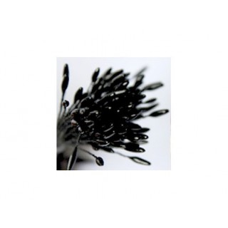 Gros pistil allongé Noir perlé Gros pistil allongé Noir perlé