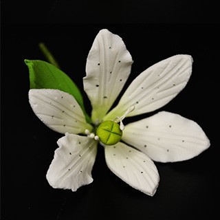 Petite Lily exotique blanche Petite Lily exotique blanche